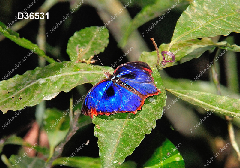 Orsis Bluewing (Myscelia orsis)